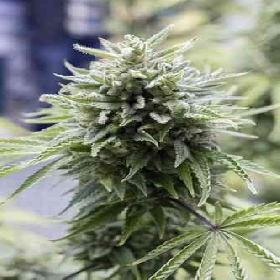 OG Kush Autoflowering > Dinafem Seeds